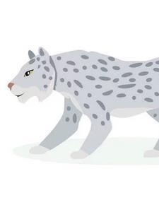 星儿穿越至百年雪豹 星儿穿越至百年雪豹